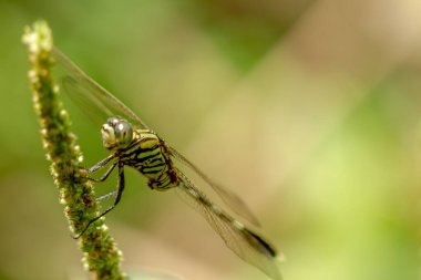 Vücudu yeşil, sarı ve siyah levrek kombinasyonlarıyla çizgili bir yusufçuk. Ispanak çiçeğinin üzerinde, yeşil yapraklardan oluşan bulanık bir arka plan.