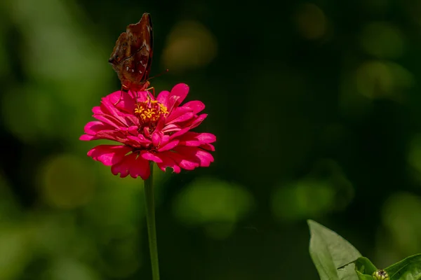 Uma Borboleta Marrom Procura Mel Empoleirado Uma Flor Zinnia Rosa — Fotografia de Stock