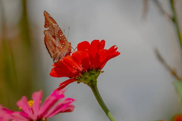 Brown Butterfly Looking Honey Perched Red Zinnia Flower Blurred Green — Stock Photo, Image