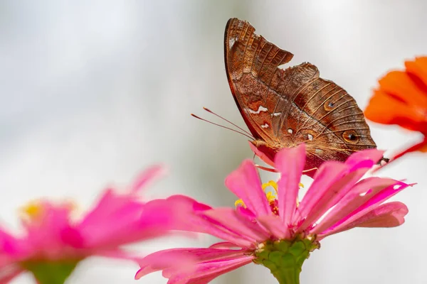 蜂蜜を探している茶色の蝶とぼやけた緑の葉の背景にピンクジニアの花に固執し 自然コンセプト — ストック写真