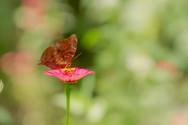 Ein Brauner Schmetterling Auf Der Suche Nach Honig Und Hockt — Stockfoto