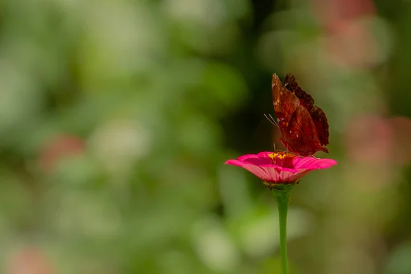 Ein Brauner Schmetterling Auf Der Suche Nach Honig Und Hockt — Stockfoto