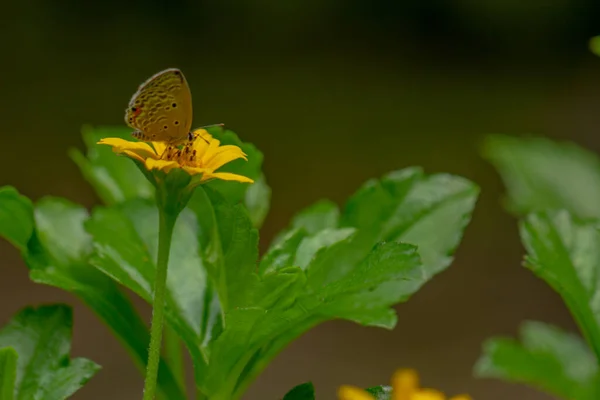 Papillon Brun Recherche Miel Perché Sur Une Fleur Papillon Jaune — Photo