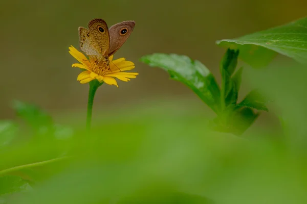 Egy Barna Pillangó Keres Mézet Ült Egy Sárga Kúszó Boglárka — Stock Fotó