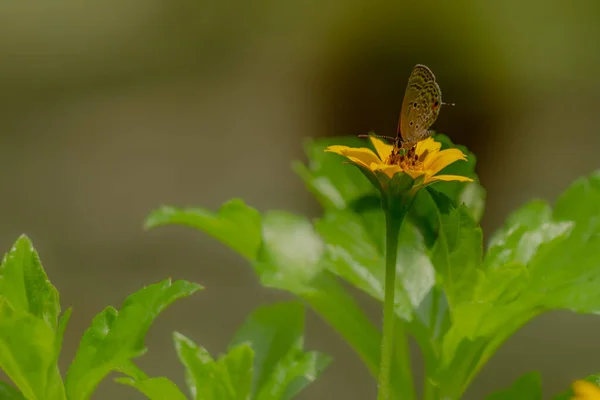 Brown Butterfly Looking Honey Perched Yellow Creeping Buttercup Flower Blurred — Fotografia de Stock