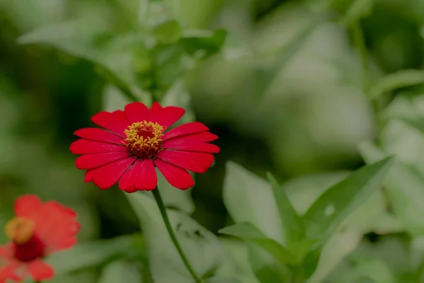 Uma Borboleta Marrom Procura Mel Empoleirado Uma Flor Zinnia Vermelha — Fotografia de Stock