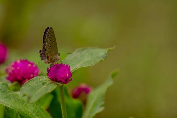 蜂蜜を探している茶色の蝶とぼやけた緑の葉の背景にピンクジニアの花に固執し 自然コンセプト — ストック写真