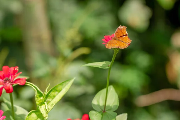 Brown Butterfly Looking Honey Perched Red Zinnia Flower Blurred Green — Foto Stock