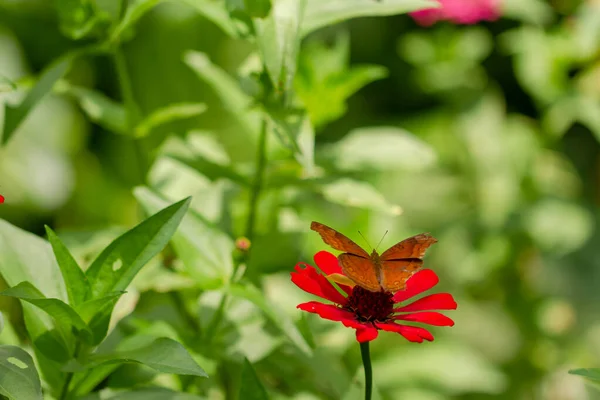 Brązowy Motyl Szukający Miodu Siedzący Czerwonym Kwiatku Cynku Rozmytym Zielonym — Zdjęcie stockowe