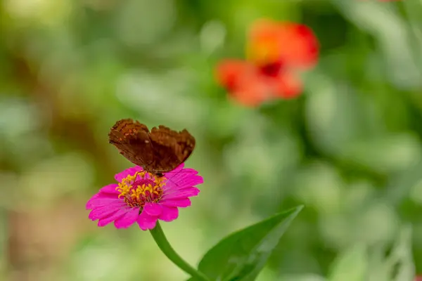 Brown Butterfly Looking Honey Perched Pink Zinnia Flower Blurry Green — Stockfoto