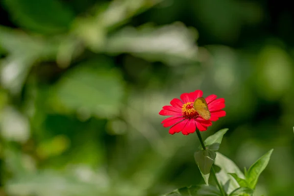 Yellow Butterfly Looking Honey Perched Red Zinnia Flower Blurred Green — Fotografia de Stock