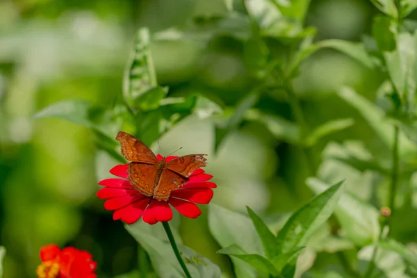 蜂蜜を探している茶色の蝶とぼやけた緑の葉の背景に赤いジニアの花につまみ 自然コンセプト — ストック写真