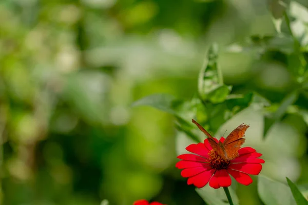 Brown Butterfly Looking Honey Perched Red Zinnia Flower Blurred Green — Fotografia de Stock