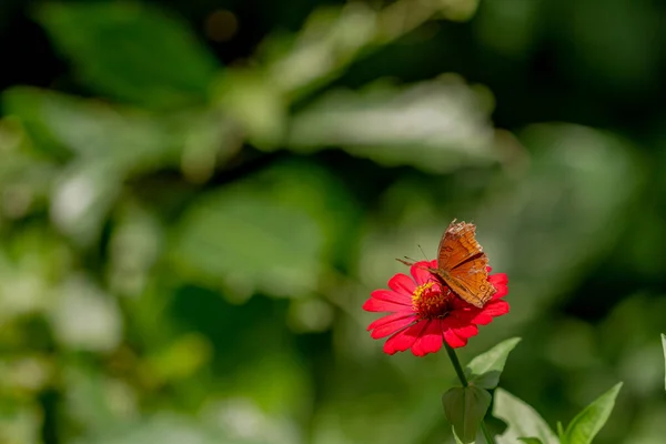 Brown Butterfly Looking Honey Perched Pink Zinnia Flower Blurry Green — Foto Stock