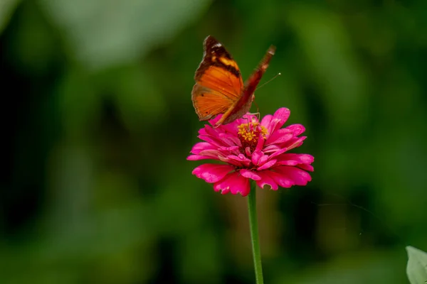 Brown Butterfly Looking Honey Perched Pink Zinnia Flower Blurry Green — Stock Photo, Image