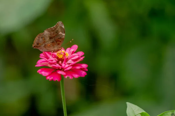 Brown Butterfly Looking Honey Perched Pink Zinnia Flower Blurry Green — Fotografia de Stock