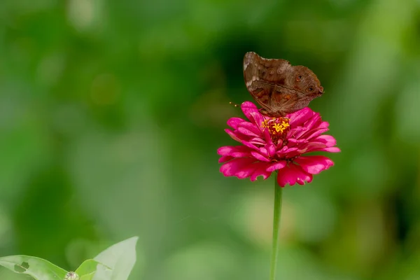 Коричневая Бабочка Ищет Мед Сидит Розовом Цветке Зиннии Размытом Зеленом — стоковое фото