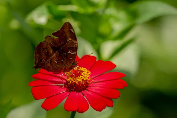 Коричневая Бабочка Ищет Мед Сидит Красном Цветке Зиннии Размытом Зеленом — стоковое фото