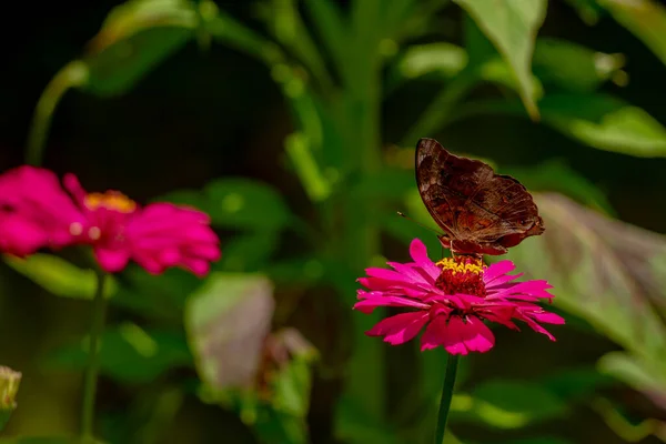Brown Butterfly Looking Honey Perched Pink Zinnia Flower Blurry Green — 图库照片