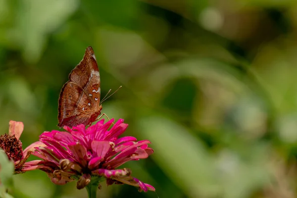 Papillon Brun Recherche Miel Perché Sur Une Fleur Zinnia Rose — Photo