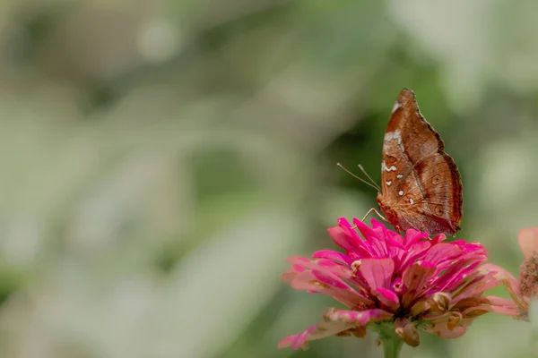Hnědý Motýl Hledající Med Usazený Růžovém Zinečnatém Květu Rozmazaném Zeleném — Stock fotografie