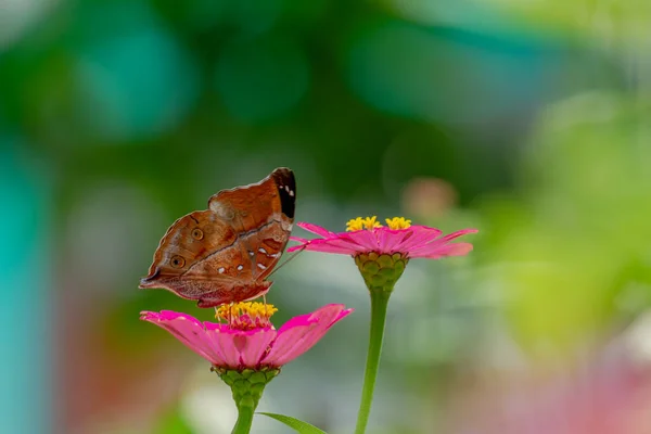 Uma Borboleta Marrom Procura Mel Empoleirado Uma Flor Zinnia Rosa — Fotografia de Stock