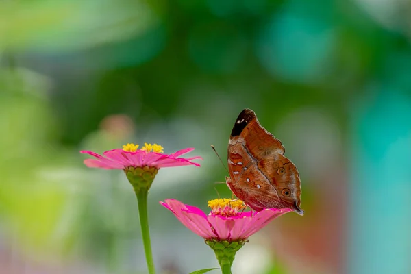 Brown Butterfly Looking Honey Perched Pink Zinnia Flower Blurry Green — Stockfoto