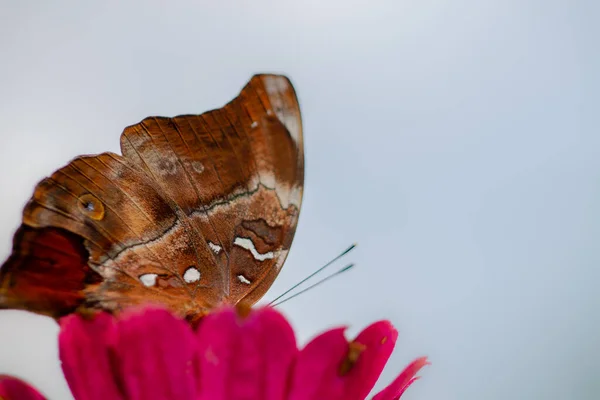Brązowy Motyl Szukający Miodu Siedzący Czerwonym Kwiatku Cynku Jasnym Słońcem — Zdjęcie stockowe