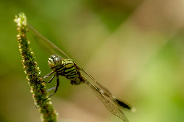 Dragonfly Whose Body Striped Combination Green Yellow Black Perches Spinach — Fotografia de Stock