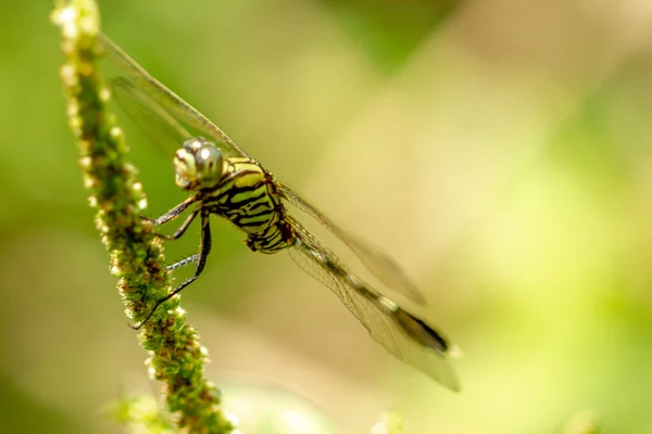 Dragonfly Whose Body Striped Combination Green Yellow Black Perches Spinach — Stock Photo, Image