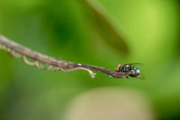 Una Mosca Verde Posa Sobre Una Rama Seca Color Marrón — Foto de Stock