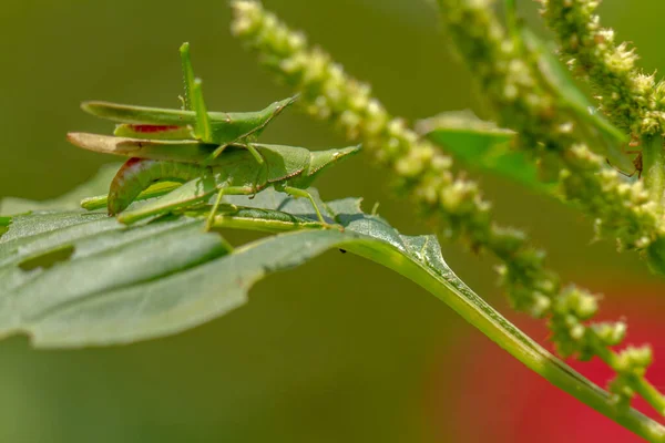Két Szöcske Párosodik Egy Virágzó Spenótnövény Levelén Elmosódott Zöld Lombozat — Stock Fotó