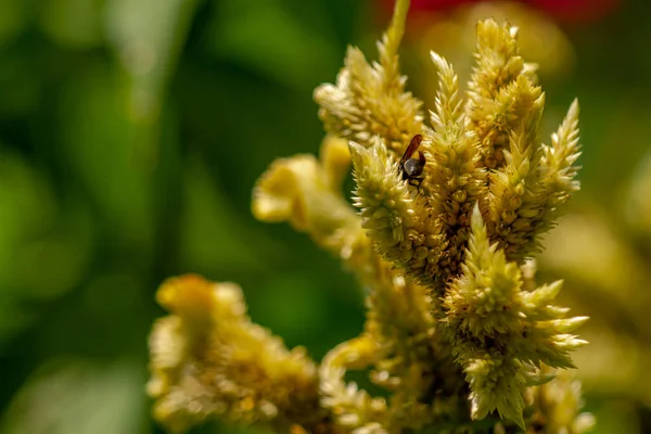 Black Herring Wasp Looking Food Pale Yellow Celosia Flowers Nature — 图库照片