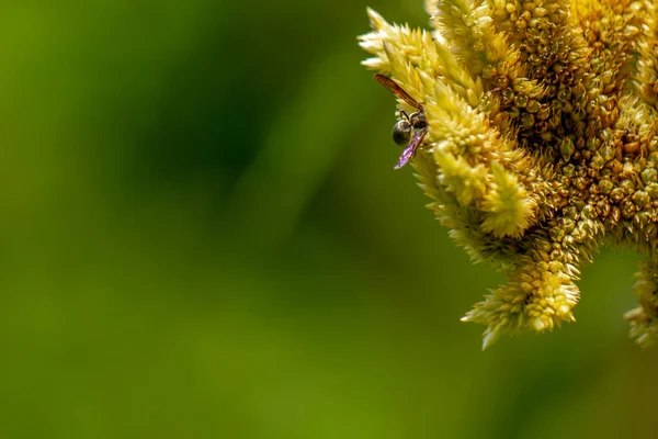 Een Zwarte Haringwesp Zoek Naar Voedsel Tussen Lichtgele Celosia Bloemen — Stockfoto