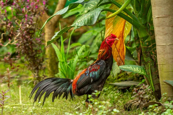 Rooster Combination Red Yellow Black Feathers Looking Food Wild Plants — Foto Stock