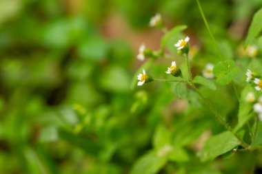 Ageratum conyzoides bitkisi, özellikle Brezilya olmak üzere Tropikal Amerika 'ya özgüdür ve diğer birçok bölgede istilacı bir ottur.
