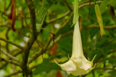 Ametist bitkisinin çiçekleri trompet şeklinde, soluk sarı renklidir. Amethyst (Datura metel), Solanaceae kabilesine ait bir çiçektir ve bu bitki hala datura ile ilgilidir..