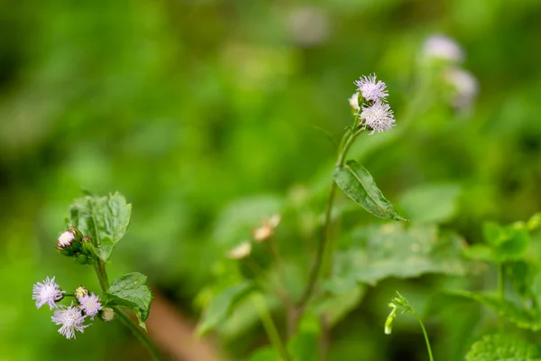 Rostlina Ageratum Conyzoides Původem Tropické Ameriky Zejména Brazílie Invazivní Plevel — Stock fotografie