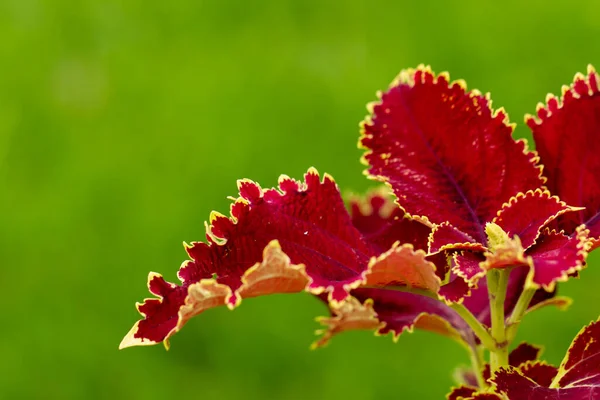 Amaranthus Tricolor Známý Jako Jedlý Amaranth Druh Kvetoucí Rostliny Rodu — Stock fotografie