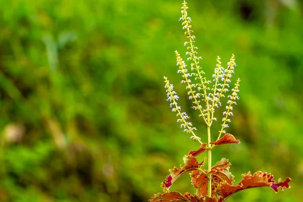 Amaranthus Tricolor是一种开花植物 属于Amaranthus属 是Amaranthaceae科的一部分 — 图库照片