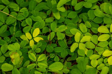 Bir tür Pinto fıstığı (Arachis pintoi Krap) ile birlikte çim yaprakları yayılır. ve Greg) Brezilya 'ya özgü, bitkisel ve daimi bir baklagildir.