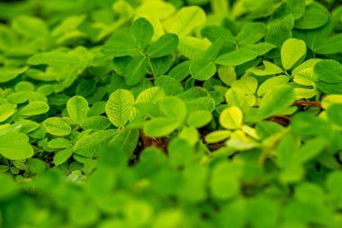 Bir tür Pinto fıstığı (Arachis pintoi Krap) ile birlikte çim yaprakları yayılır. ve Greg) Brezilya 'ya özgü, bitkisel ve daimi bir baklagildir.
