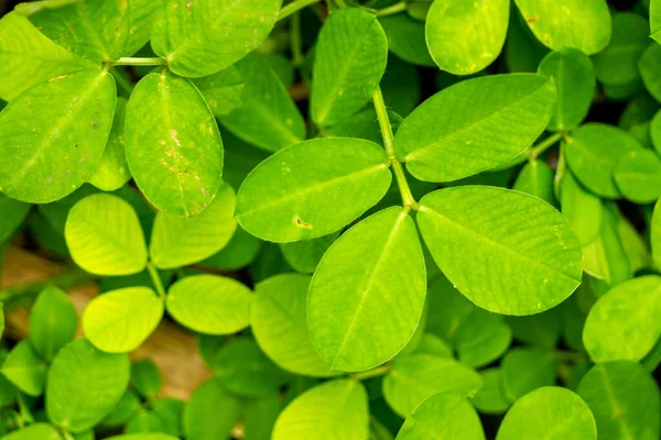 Diffusione Foglie Erba Con Tipo Arachide Pinto Arachis Pintoi Krap — Foto Stock