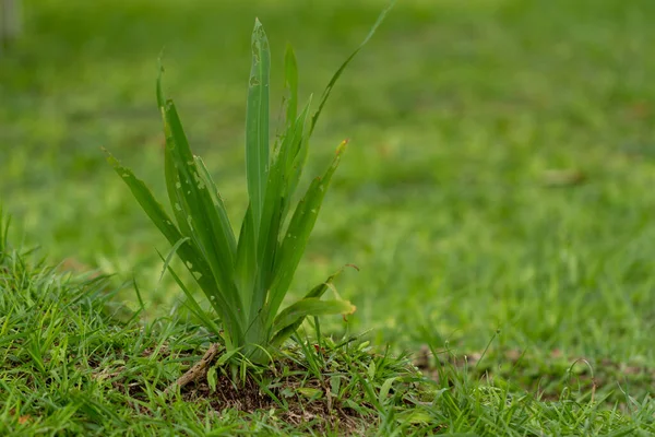 Une Plante Iris Jaune Poussant Milieu Jardin Avec Herbe Verte — Photo