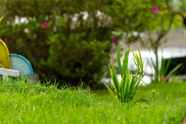 Una Planta Amarilla Del Iris Que Crece Medio Jardín Con — Foto de Stock