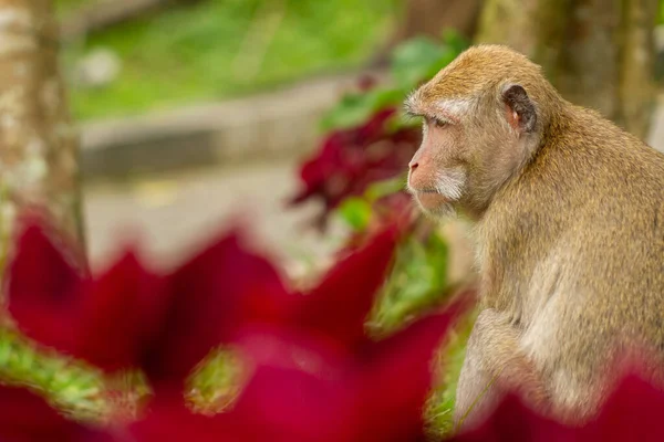 Macaco Desce Floresta Monte Merapi Para Uma Área Parque Sleman — Fotografia de Stock