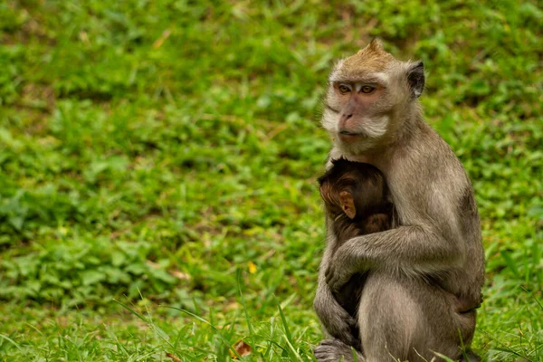 Seekor Monyet Sedang Mencari Makanan Sambil Menggendong Anaknya Yang Tidak — Stok Foto