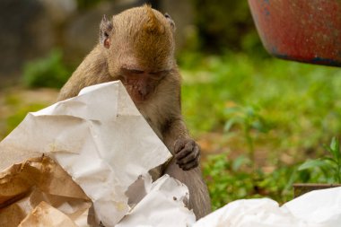 Patlama sonucu dağların yamaçlarından çıkan vahşi bir maymun, bir çöp tenekesinde yemek artıkları arıyor ve insan ortamında hayatta kalmaya çalışıyor.