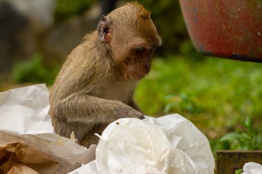 Patlama sonucu dağların yamaçlarından çıkan vahşi bir maymun, bir çöp tenekesinde yemek artıkları arıyor ve insan ortamında hayatta kalmaya çalışıyor.