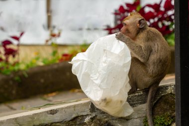 Patlama sonucu dağların yamaçlarından çıkan vahşi bir maymun, bir çöp tenekesinde yemek artıkları arıyor ve insan ortamında hayatta kalmaya çalışıyor.